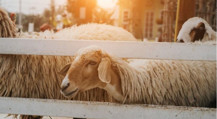 اماكن ذبح الاضاحي لاستقبال عيد الأضحى المبارك في المملكة 