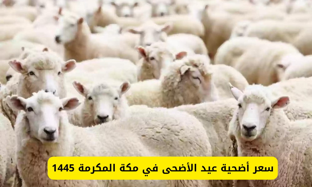 أسعار الأضحية في مكة 